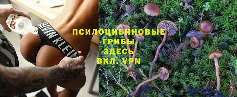 Галлюциногенные грибы Cubensis  Нелидово 